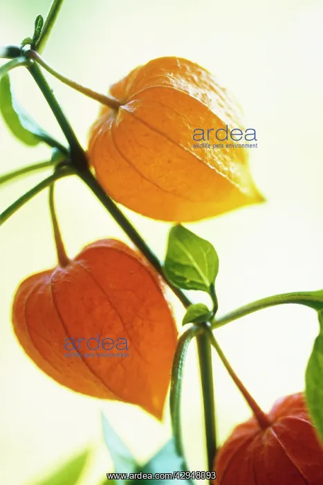 : Chinese Lantern : Chinese Lantern