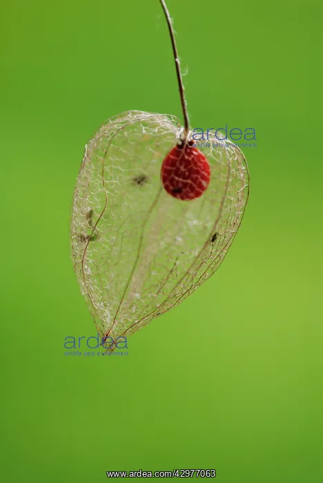 : Chinese Lantern : Chinese Lantern