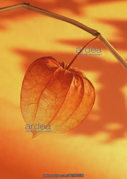 : Chinese Lantern : Chinese Lantern