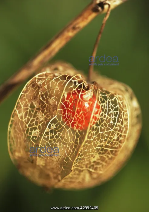 : Chinese Lantern : Chinese Lantern
