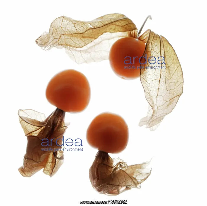 : Chinese Lantern : Chinese Lantern