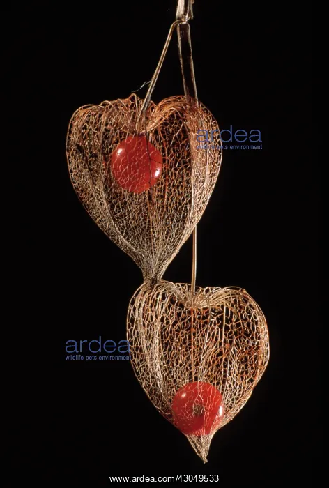 : Chinese Lantern : Chinese Lantern