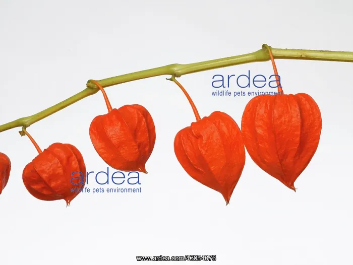 : Chinese Lantern : Chinese Lantern