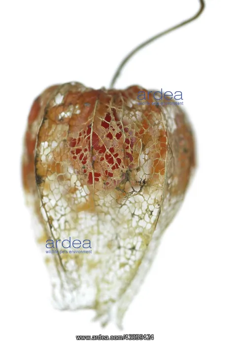 : Chinese Lantern : Chinese Lantern