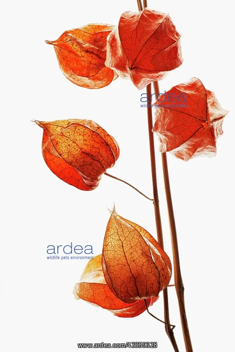 : Chinese lantern : Chinese lantern
