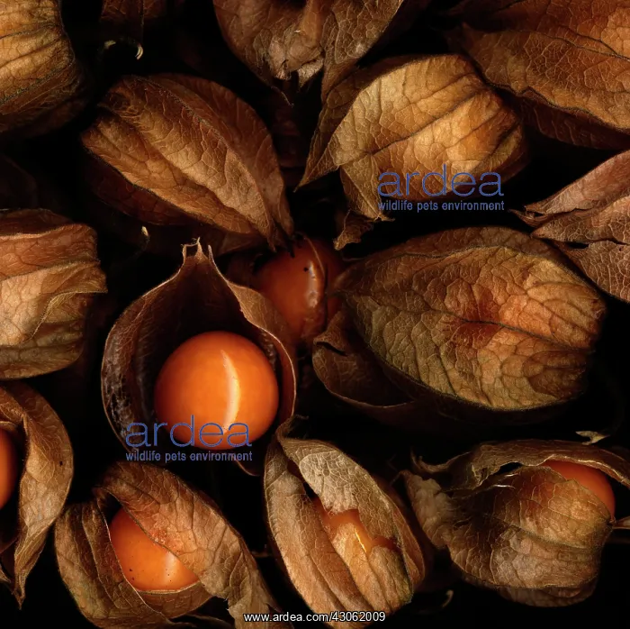 : Chinese Lantern : Chinese Lantern
