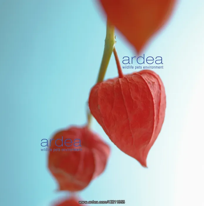 : Chinese Lantern : Chinese Lantern