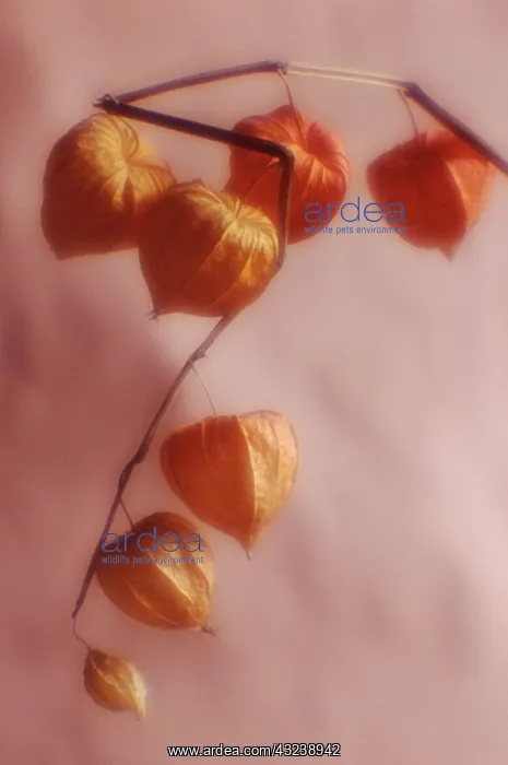 : Chinese Lantern : Chinese Lantern