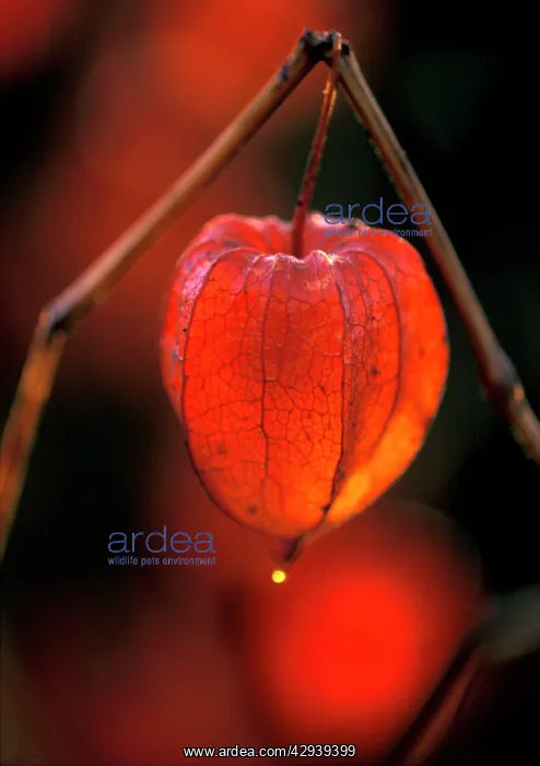 : Chinese Lantern / Bladder Cherry / Winter Cherry : Chinese Lantern / Bladder Cherry / Winter Cherry