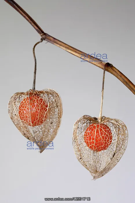 : Chinese lantern, Cape gooseberry : Chinese lantern, Cape gooseberry