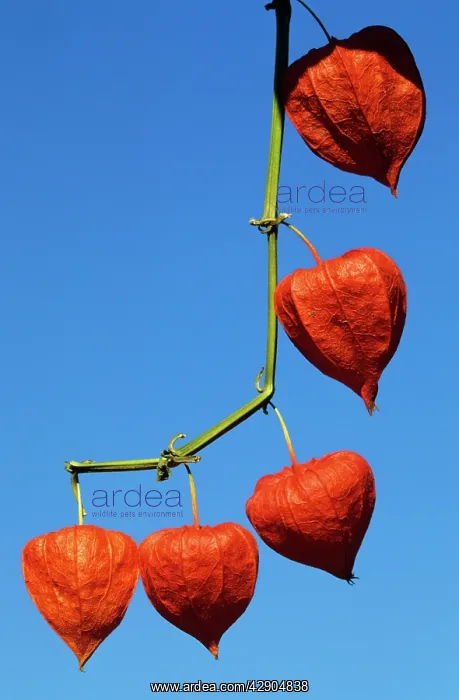 : CHINESE LANTERN - Seed pods : CHINESE LANTERN - Seed pods