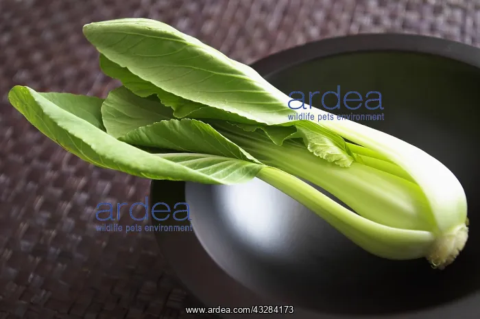 : Chinese leaf, Pe Tsai, Brassica pekinensis, Green : Chinese leaf, Pe Tsai, Brassica pekinensis, Green
