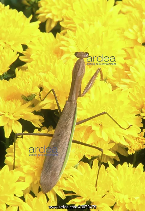 : Chinese Mantid : Chinese Mantid