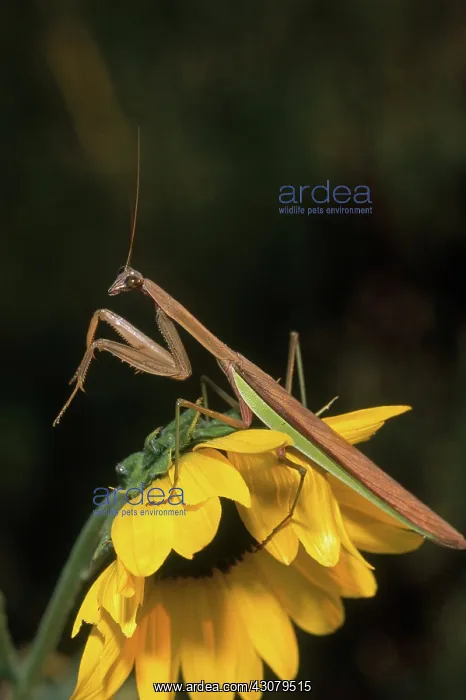 : Chinese Mantid : Chinese Mantid