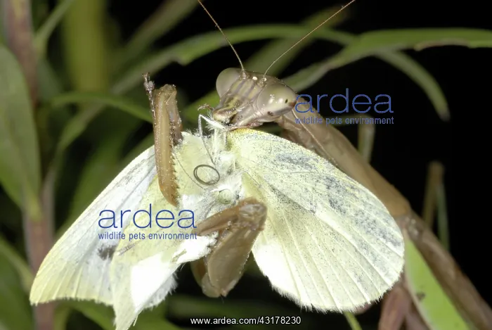 : Chinese Mantid Eating a Cabbage White Butterfly : Chinese Mantid Eating a Cabbage White Butterfly