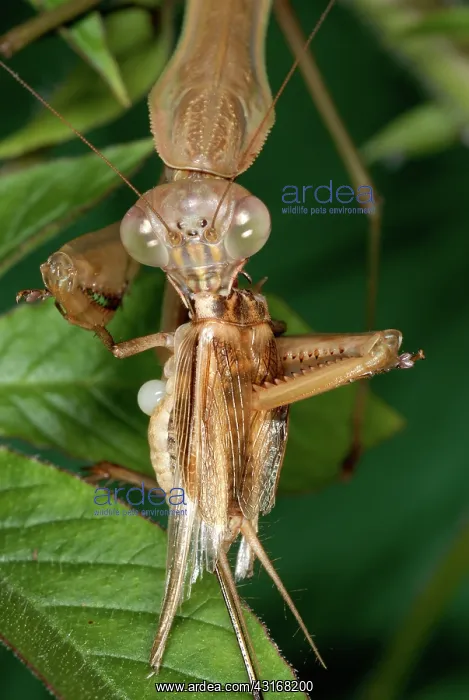 : Chinese Mantid Eating a Cricket : Chinese Mantid Eating a Cricket