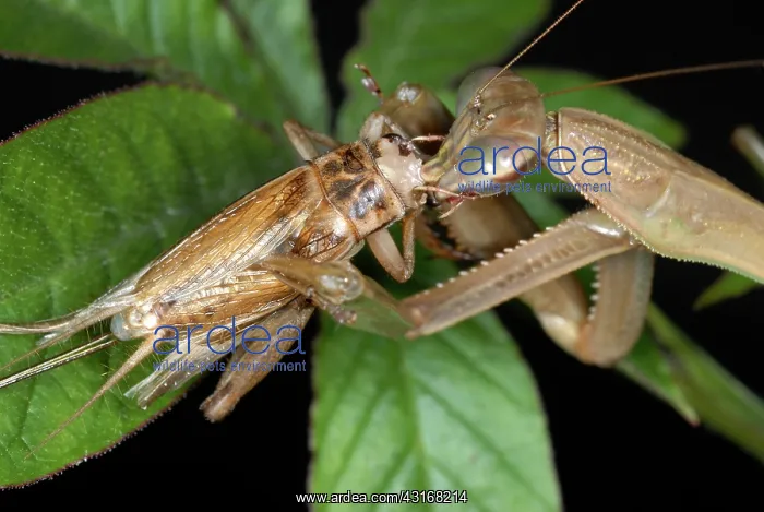 : Chinese Mantid Eating a Cricket : Chinese Mantid Eating a Cricket