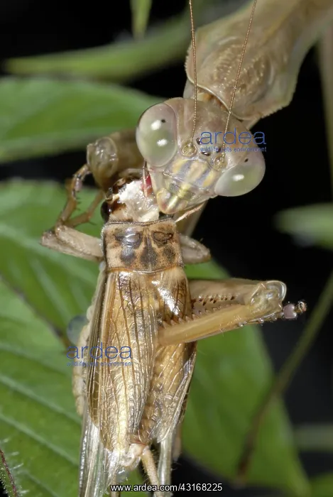  : Chinese Mantid Eating a Cricket