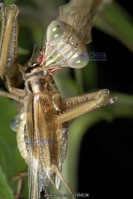 : Chinese Mantid Eating a Cricket : Chinese Mantid Eating a Cricket