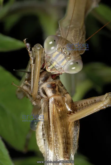 : Chinese Mantid Eating a Cricket : Chinese Mantid Eating a Cricket