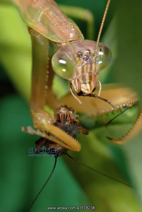 : Chinese Mantid Eating a Cricket : Chinese Mantid Eating a Cricket