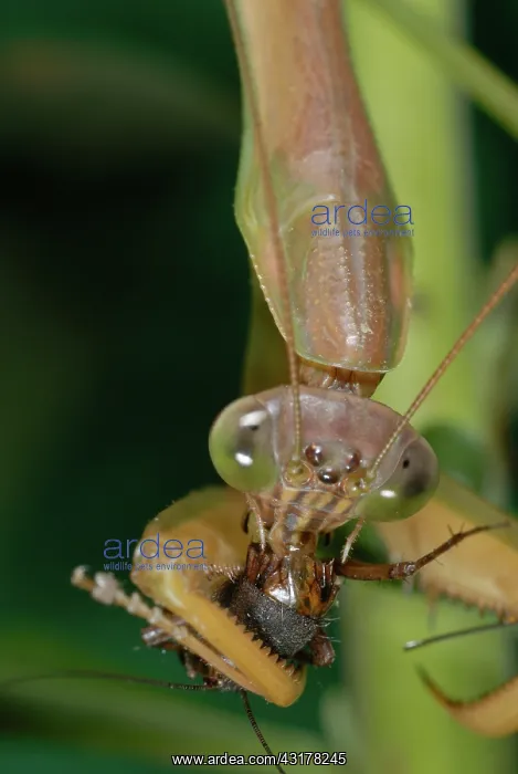 : Chinese Mantid Eating a Cricket : Chinese Mantid Eating a Cricket