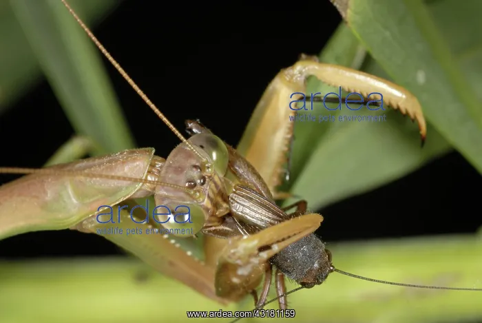 : Chinese Mantid Eating a Cricket : Chinese Mantid Eating a Cricket