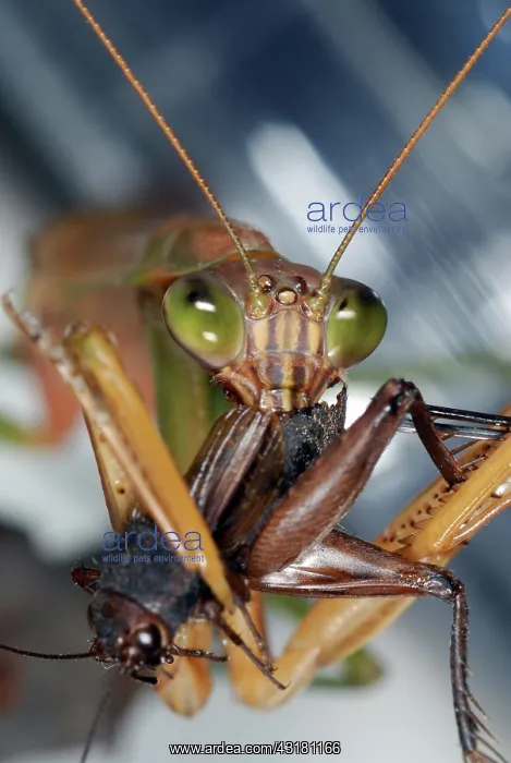 : Chinese Mantid Eating a Cricket : Chinese Mantid Eating a Cricket