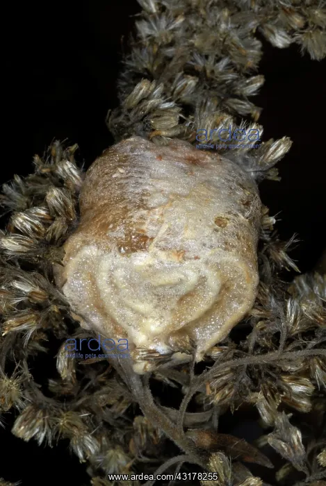 : Chinese Mantid Egg Case : Chinese Mantid Egg Case