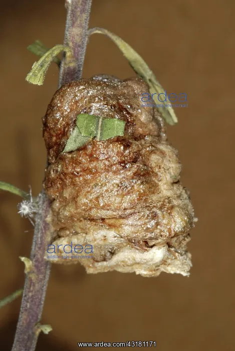  : Chinese Mantid Egg Case
