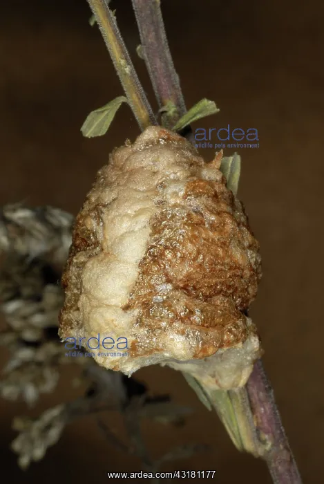 : Chinese Mantid Egg Case : Chinese Mantid Egg Case