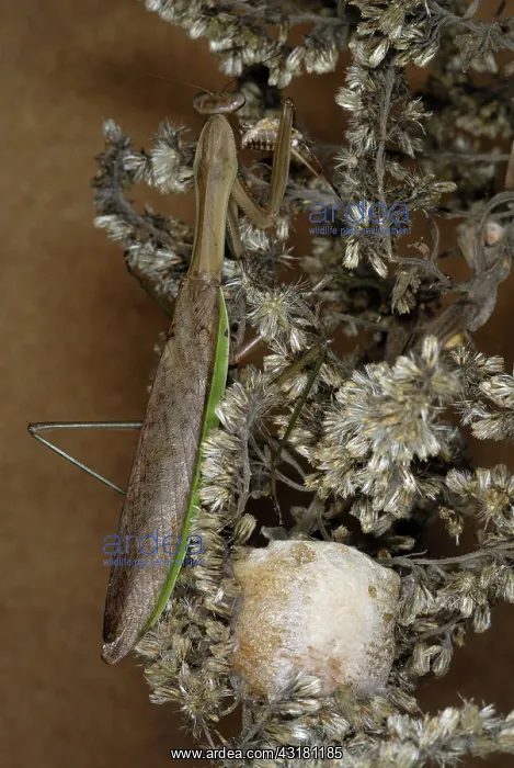 : Chinese Mantid Egg Case : Chinese Mantid Egg Case