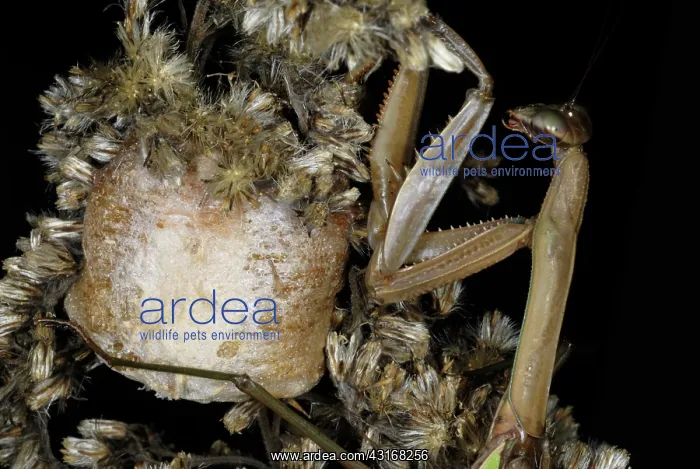 : Chinese Mantid Female with Egg Case : Chinese Mantid Female with Egg Case