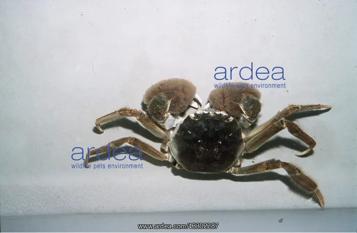 : CHINESE MITTEN CRAB : CHINESE MITTEN CRAB