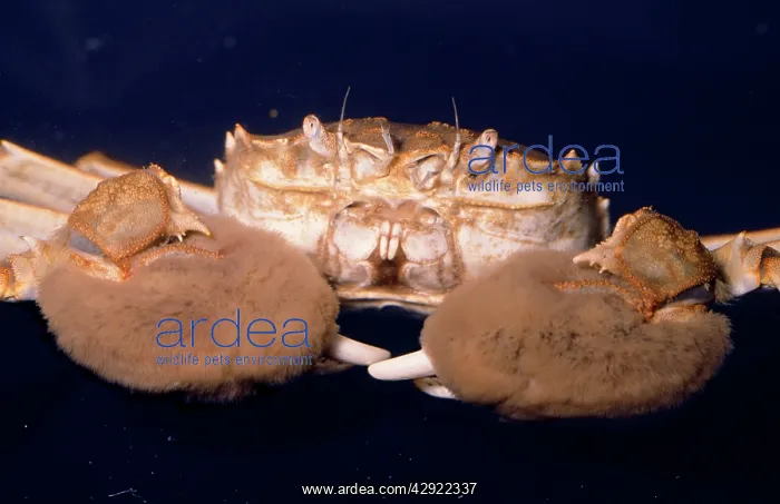 : CHINESE MITTEN CRAB close-up : CHINESE MITTEN CRAB close-up