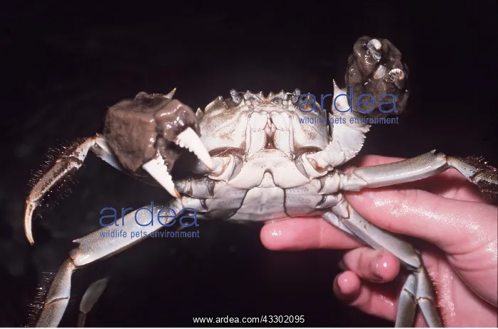 : CHINESE MITTEN CRAB - HAND-HELD : CHINESE MITTEN CRAB - HAND-HELD