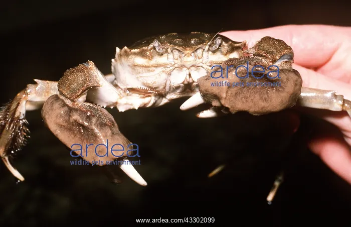 : CHINESE MITTEN CRAB - HAND-HELD : CHINESE MITTEN CRAB - HAND-HELD
