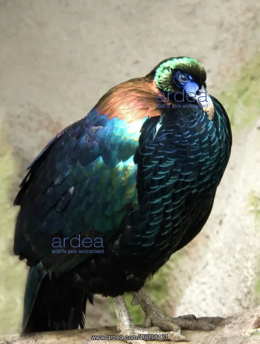 : Chinese Monal : Chinese Monal