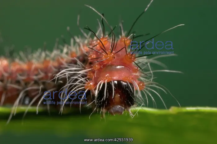 : Chinese Moon MOTH - caterpillar : Chinese Moon MOTH - caterpillar
