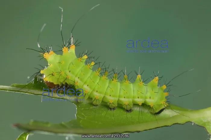 : Chinese Moon Moth - Caterpillar : Chinese Moon Moth - Caterpillar