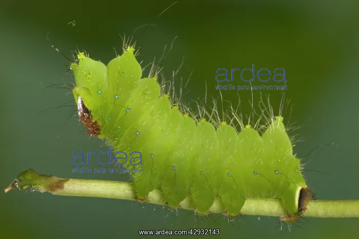 : Chinese Moon Moth - Caterpillar : Chinese Moon Moth - Caterpillar