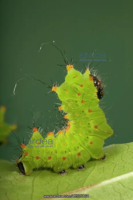 : Chinese Moon Moth - Caterpillar : Chinese Moon Moth - Caterpillar