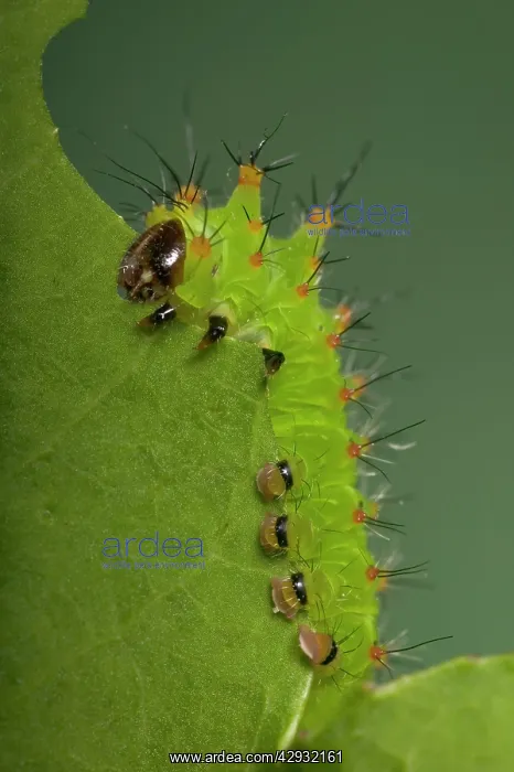 : Chinese Moon Moth - Caterpillar eating a leaf : Chinese Moon Moth - Caterpillar eating a leaf