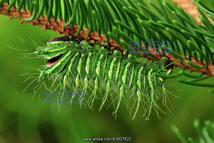: Chinese Moon Moth Chinese Luna Moth caterpillar : Chinese Moon Moth Chinese Luna Moth caterpillar