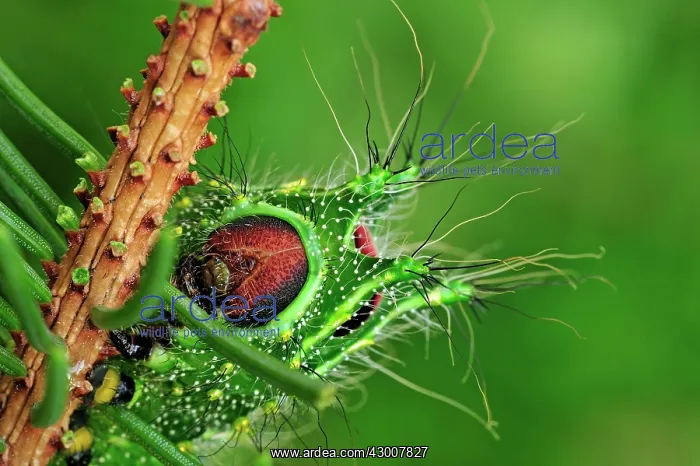 : Chinese Moon Moth Chinese Luna Moth caterpillar : Chinese Moon Moth Chinese Luna Moth caterpillar