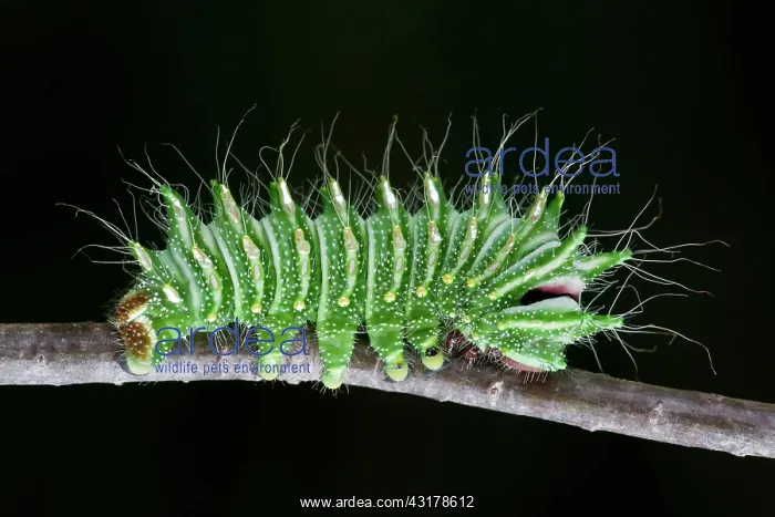 : Chinese Moon Moth Larva : Chinese Moon Moth Larva