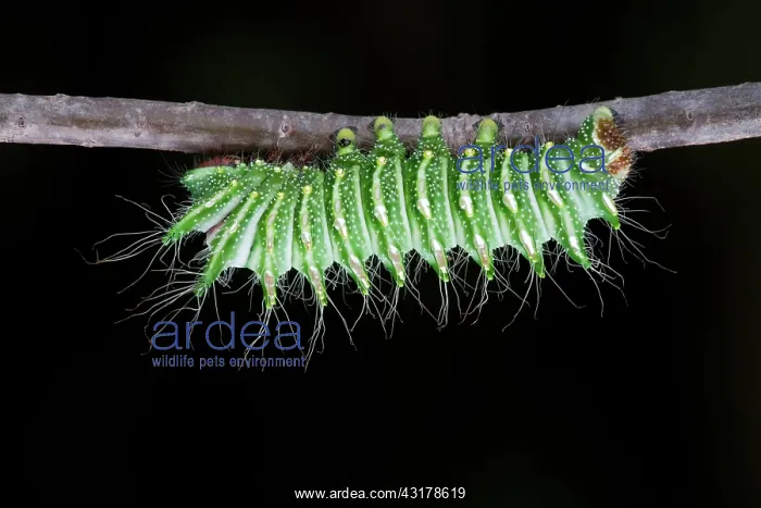 : Chinese Moon Moth Larva : Chinese Moon Moth Larva