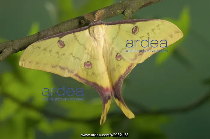 : Chinese Moon Moth - Male : Chinese Moon Moth - Male