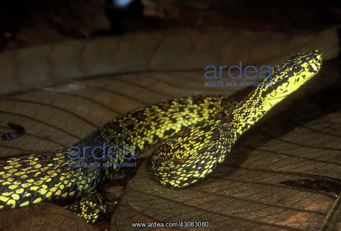 : Chinese Mountain Viper : Chinese Mountain Viper