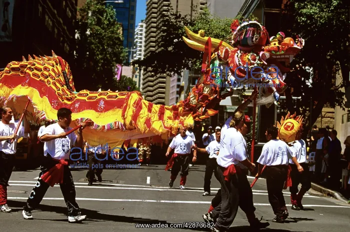 : Chinese New Year celebrations 30-metre dragon : Chinese New Year celebrations 30-metre dragon